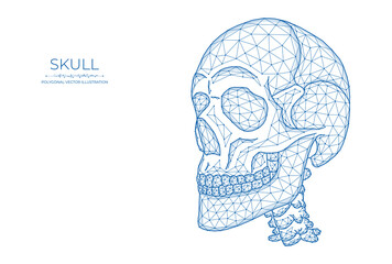 Human skull low poly art. Polygonal skull on a white background.