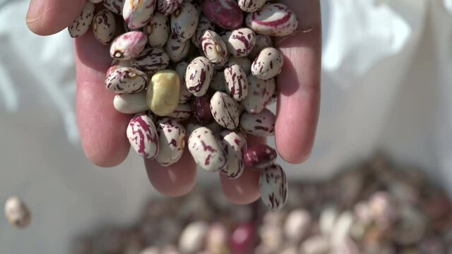 FAGIOLI IN 4K