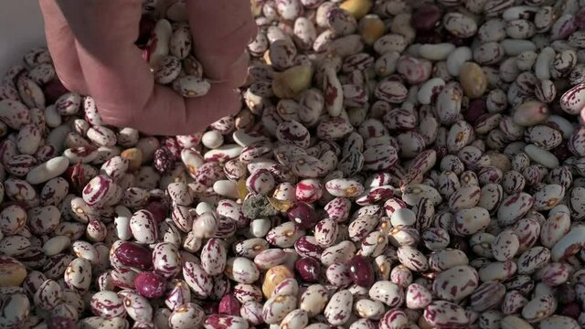 FAGIOLI IN 4K