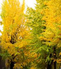 autumn yellow tree in the park