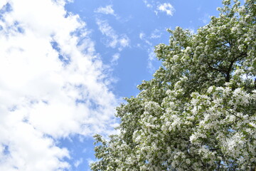 tree in spring