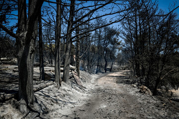 burnt trees after a fire in the coniferous forest