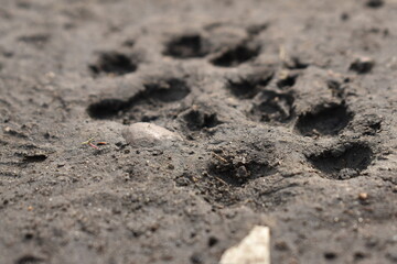 footprint in sand