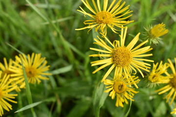 yellow dandelion flower