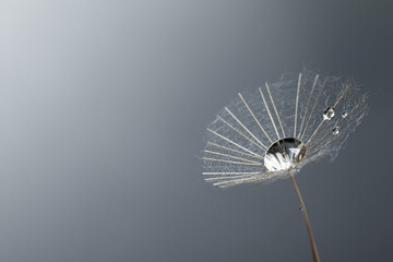 Seed of dandelion flower with water drops on grey background, closeup. Space for text