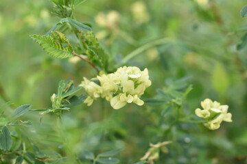 close up of a flower