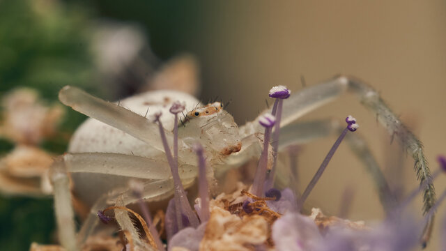 Details of a white spider on some flowers.