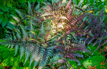 Close up of Japanese painted fern (Athyrium niponicum Pictum)

