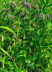Close up of purple Common Comfrey (Symphytum officinale)
