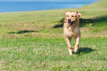 Fototapeta na wymiar Golden retriever dog running summer day field.Labrador retriever dog outdoors in the nature on a grass meadow sunny day