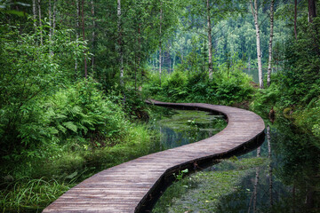A winding bridge over a forest river. Wooden boardwalk in the green forest. Beautiful hiking trail or footpath across the river.