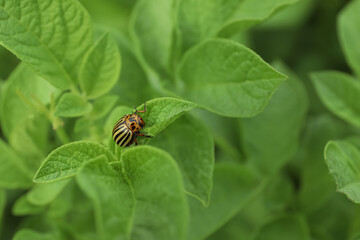 Colorado potato beetle on green plant outdoors, closeup. Space for text