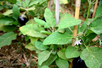 Eggplant is a dicotyledonous angiosperm plant belonging to the Solanaceae family, cultivated for its edible fruit