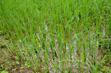 closeup the bunch green ripe paddy plant growing in the water farm over out of focus green brown background.