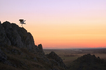 Obraz premium White Stork Ciconia on Cliff at Sunset in Dobrogea Romania
