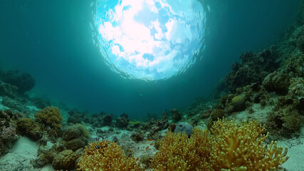 Coral reef and tropical fishes. The underwater world of the Philippines. Philippines.