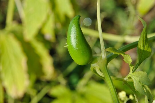 Achocha growing in a garden