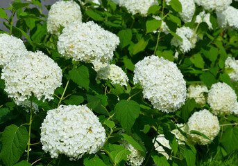 Echter gefüllter Schneeball - Viburnum opulus 'Roseum'