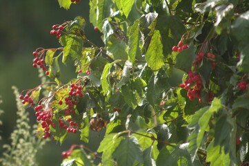 Viburnum berry