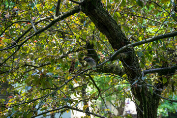 Fototapeta na wymiar Snapshot from the The Aktiengesellschaft Cologne Zoological Garden in Cologne, LOW ANGLE VIEW OF BIRD PERCHING ON TREE