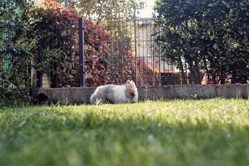Coniglio nano testa di leone in giardino