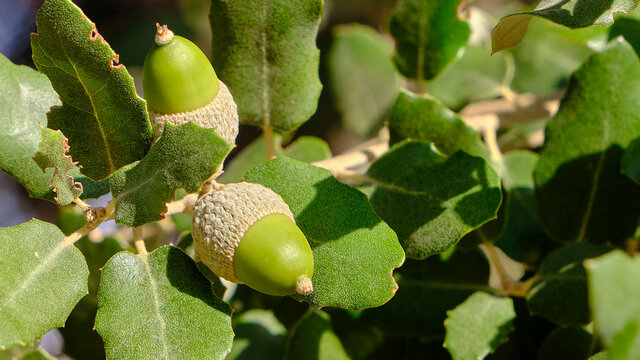 fondo de hojas con bellotas