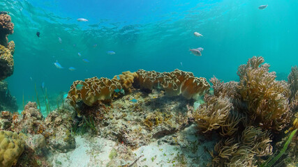 Fototapeta na wymiar Tropical colourful underwater seas. Coral Garden with Underwater Vibrant Fish. Underwater tropical colourful soft-hard corals seascape. Philippines.