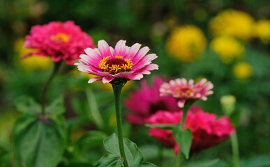 Obraz premium Zines in the garden