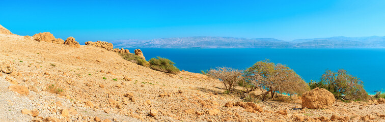 The trees in Judean desert, Ein Gedi, Israel.