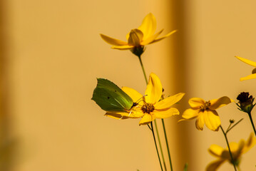 A Green Butterfly of a Flower