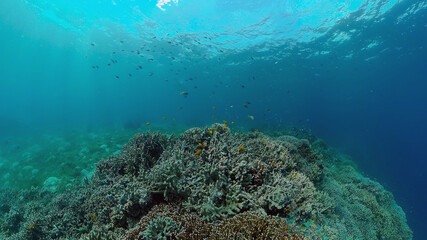 Tropical coral reef seascape with fishes, hard and soft corals.