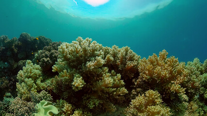 Tropical coral reef seascape with fishes, hard and soft corals. Philippines.