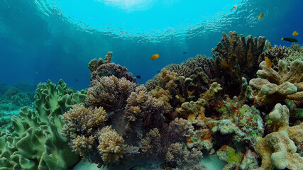 Naklejka na ściany i meble Coral garden seascape and underwater world. Colorful tropical coral reefs. Life coral reef. Philippines.