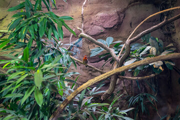 Snapshot from the The Aktiengesellschaft Cologne Zoological Garden in Cologne, HIGH ANGLE VIEW OF LIZARD ON FIELD