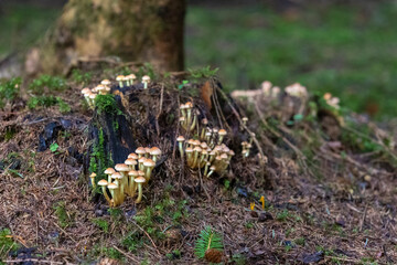 A group of green-leaved  sulphur tuft on a dead tree stump in the forest