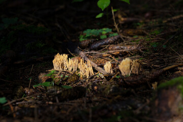 coral mushroom in the family Gomphaceae st the forest floor