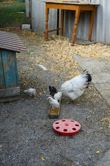 A hen feeds small chickens, a brood hen with her brood looks for food in the barnyard