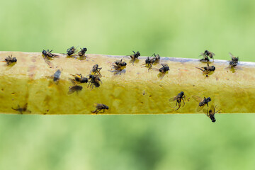 Yellow flypaper, fly trap with flies stuck to it on a green blurred background. Concept of protection against annoying insects.