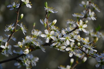 spring, tree, flower