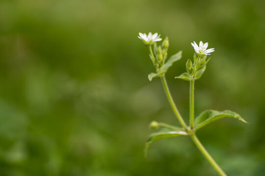 Myosoton aquaticum, plant with small white flower known as water chickweed or giant chickweed on green blurred background. 
