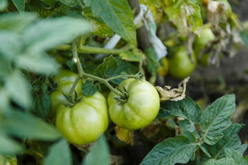 Green tomatoes on the bush, tomato bush in the garden with young shoots