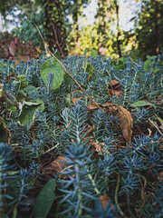 Small forest