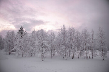 Winter landscape with snowy trees in fog on field