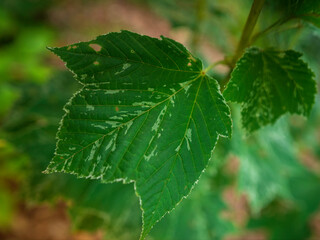 Green maple leaf close-up on blurred background