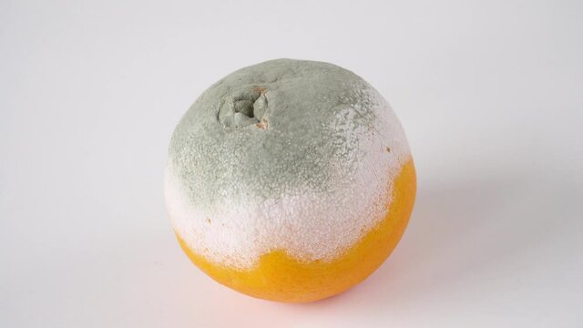 Mold structure sample on the orange peel surface in a zoom-in scene. One spoiled fruit example on a white background. Close-up of food mold fungi.