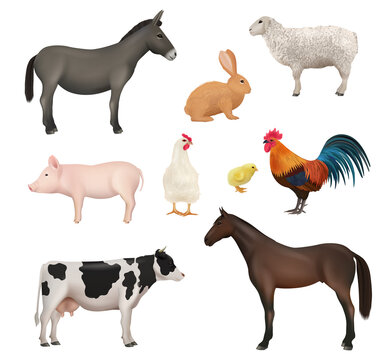 Domestic animals. Farm birds chickens active animal rabbit horse sheep and cow lazy dirty pig donkey decent vector realistic illustrations