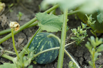 Small sweet striped watermelon in the garden at their summer cottage
