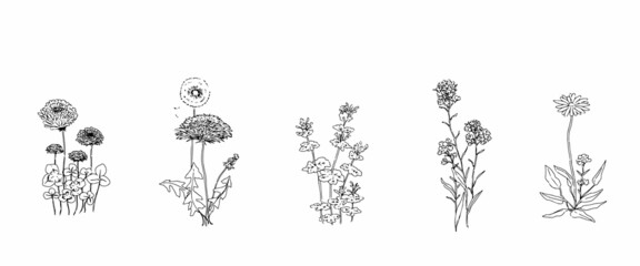モノクロ線画の手描きの野花たち