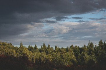 Obraz premium Evening summer blue sky with white clouds. Dark silhouettes of pine tree forest. Evening landscape at sunset