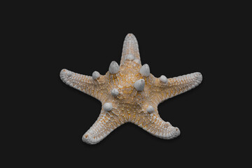 Fototapeta na wymiar Isolated starfish on black background. Cut out light orange sea star